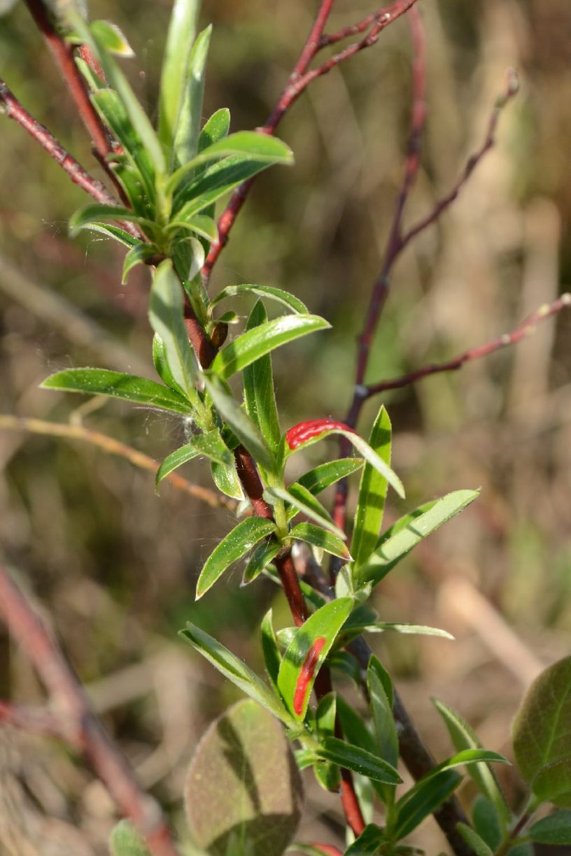 Image of Salix rosmarinifolia specimen.