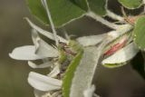 Amelanchier ovalis
