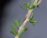 Lycium bosciifolium