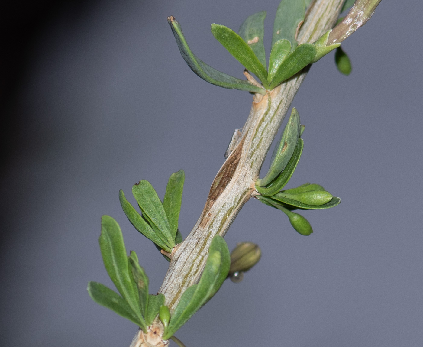 Image of Lycium bosciifolium specimen.