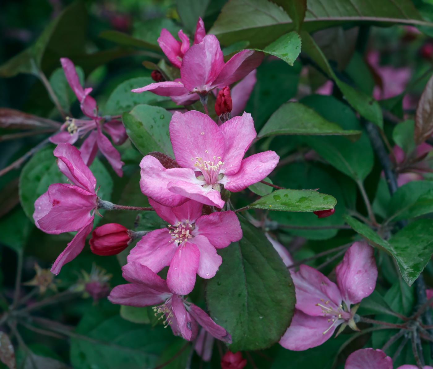 Image of Malus &times; purpurea specimen.