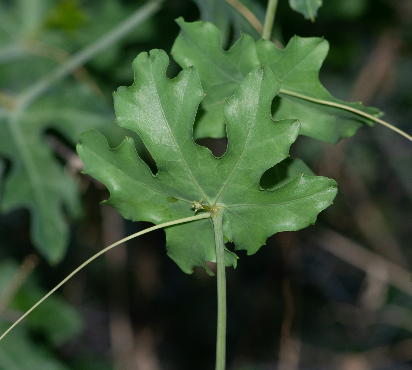 Изображение особи Coccinia sessilifolia.