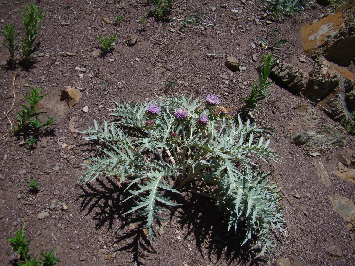 Image of Hypacanthium echinopifolium specimen.