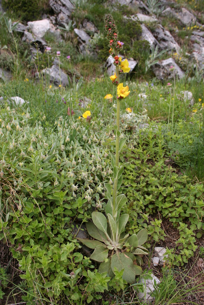 Изображение особи Verbascum davidoffii.