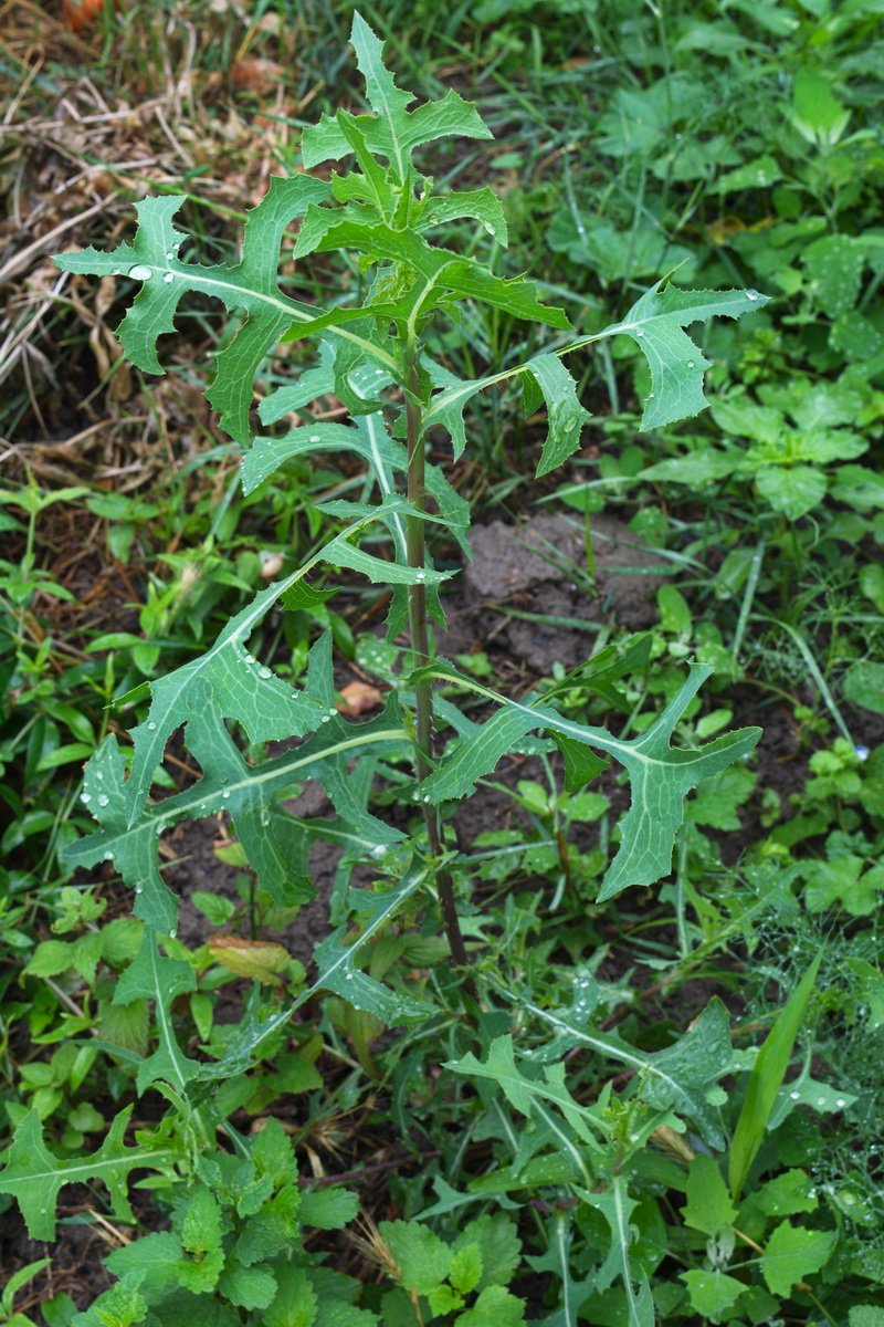 Изображение особи Lactuca serriola.