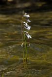 Lobelia dortmanna
