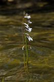 Lobelia dortmanna