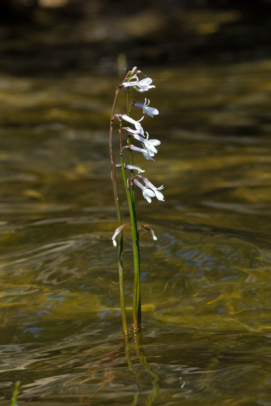 Изображение особи Lobelia dortmanna.