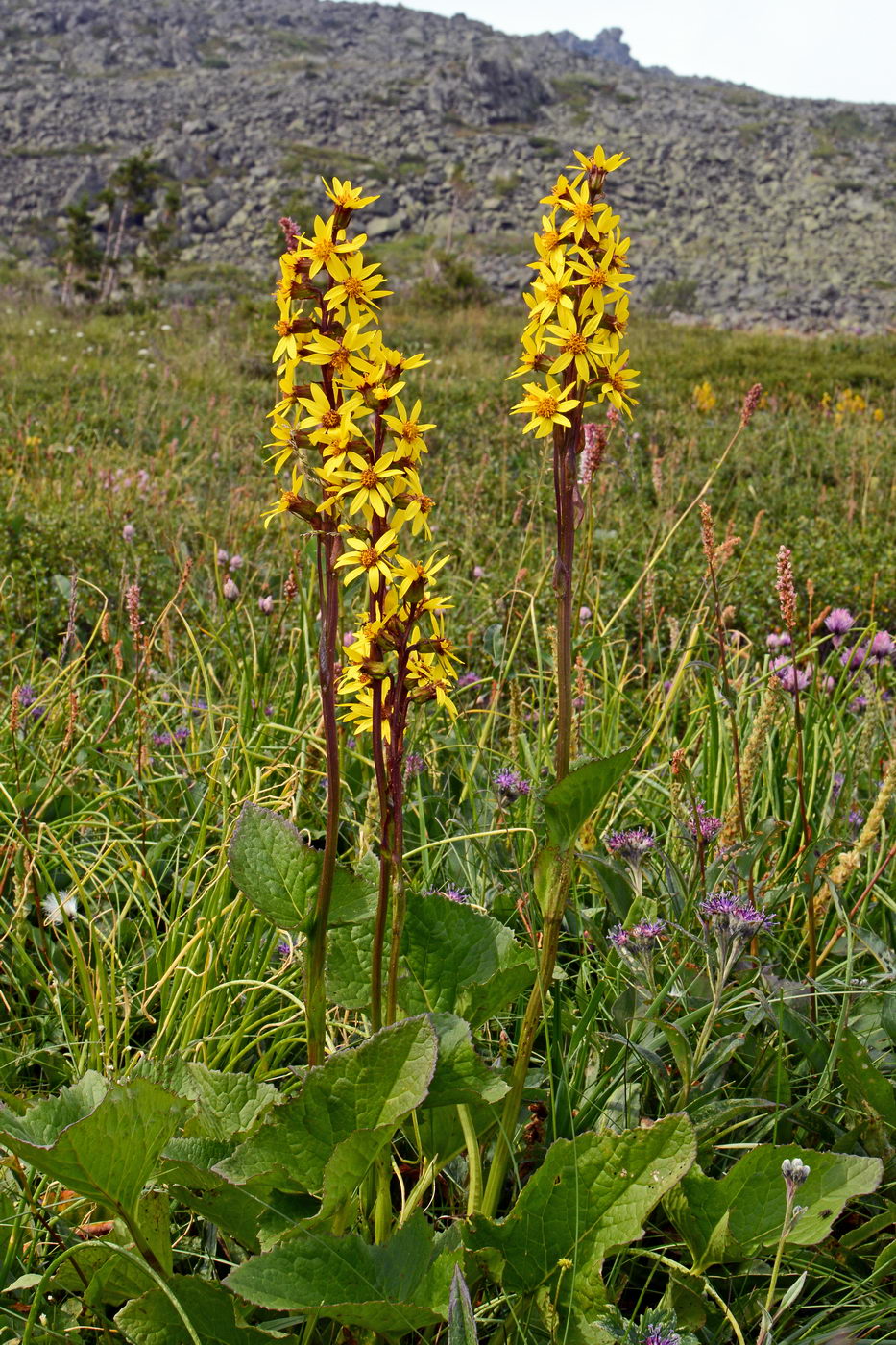 Image of Ligularia sibirica specimen.