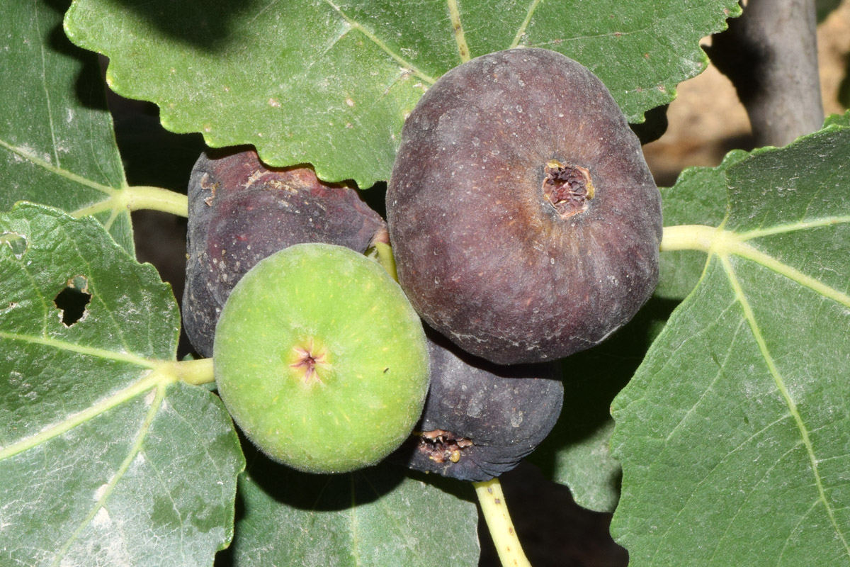 Image of Ficus carica specimen.