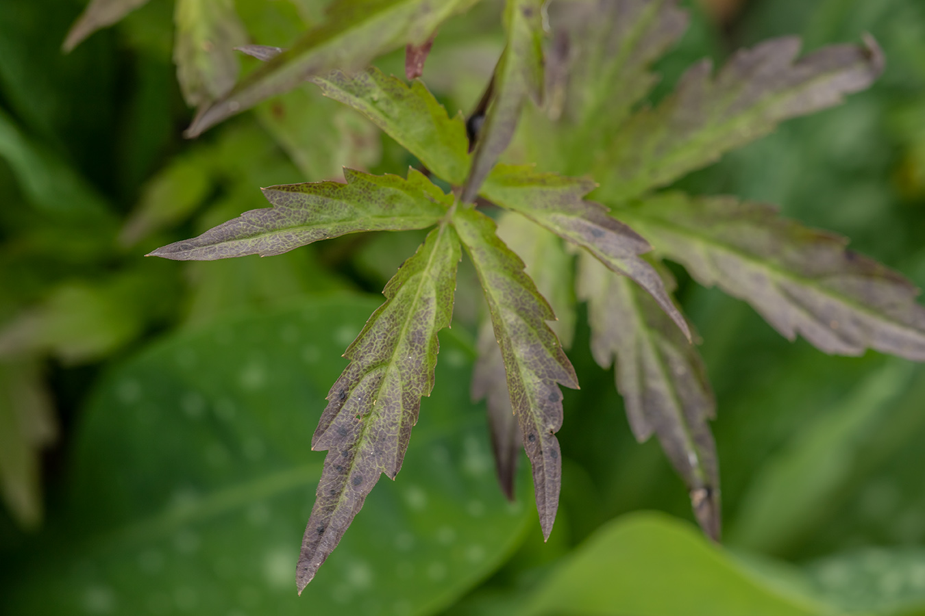 Изображение особи Cardamine bulbifera.