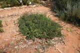 Calliandra eriophylla. Цветущие растения. Израиль, Шарон, г. Тель-Авив, ботанический сад университета. 08.07.2019.