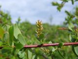 Salix dshugdshurica. Часть побега с соплодиями. Магаданская обл., окр. г. Магадан, нижнее течение р. Магаданка, в разреженном ивняке. 18.06.2020.