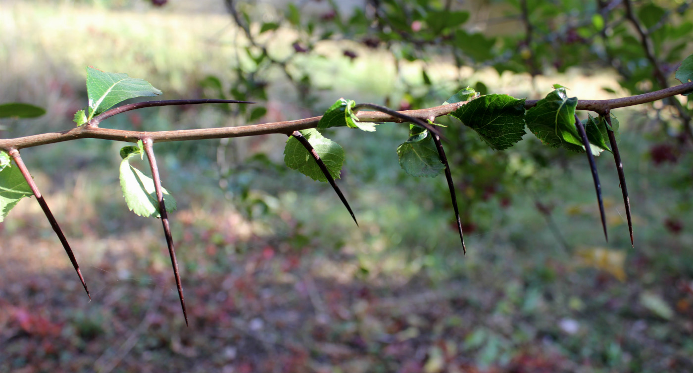 Image of Crataegus crus-galli specimen.