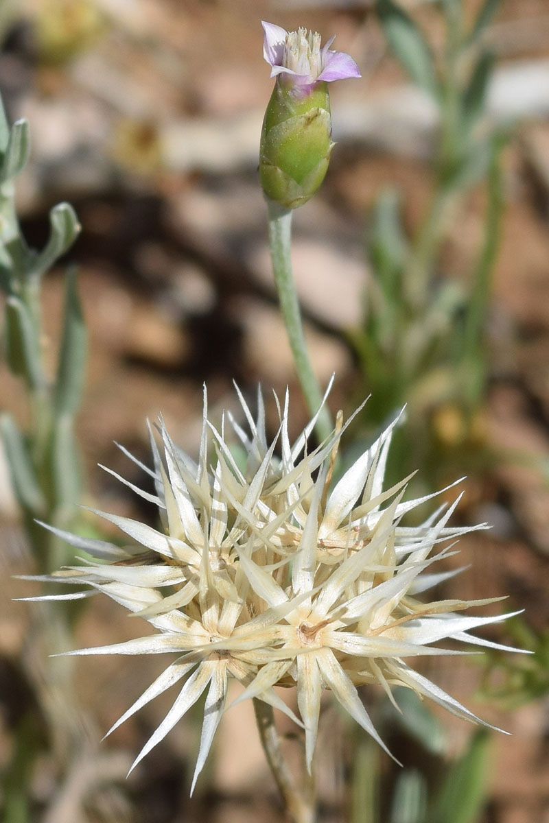 Image of Chardinia orientalis specimen.