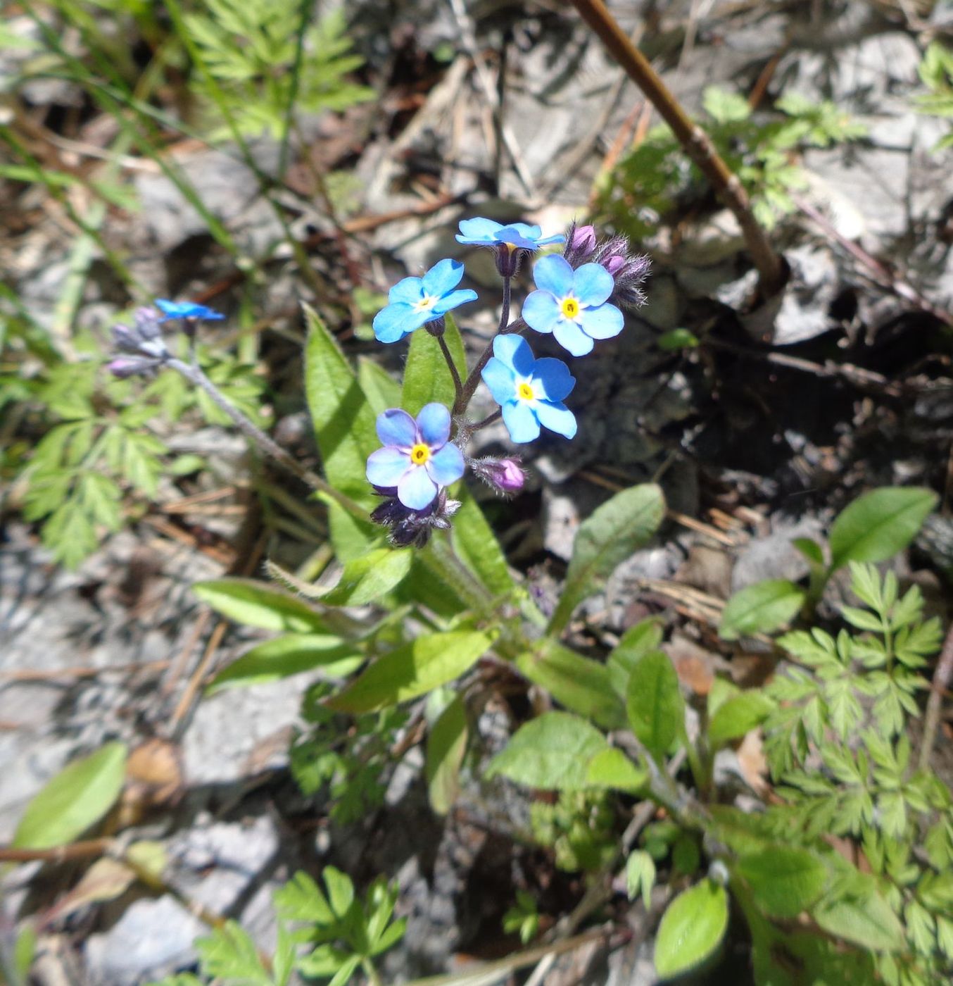 Image of Myosotis sylvatica specimen.