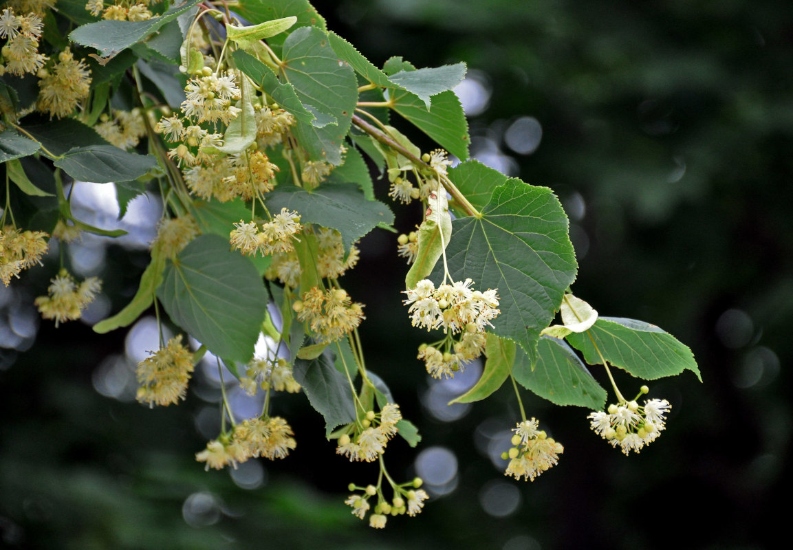 Изображение особи Tilia cordata.