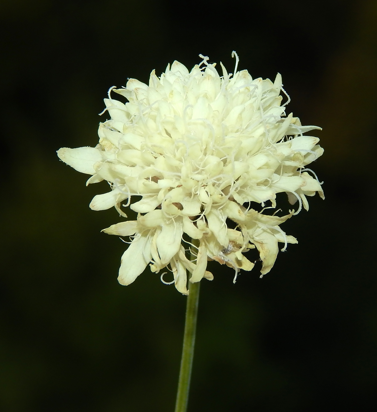 Изображение особи Cephalaria uralensis.