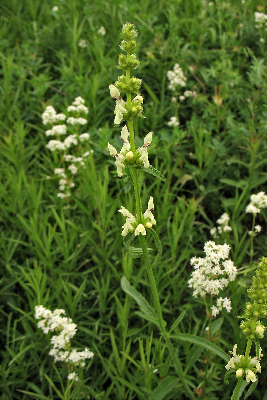 Изображение особи Stachys recta.