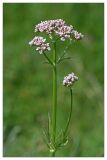 Valeriana officinalis. Соцветие. Республика Татарстан, Верхнеуслонский р-н, с. Ст. Барышево. 25.06.2010.