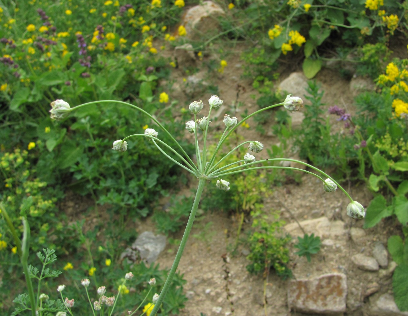 Изображение особи Astrodaucus orientalis.