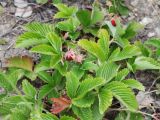 Fragaria viridis. Плодоносящее растение. Саратовская обл., Хвалынский р-н, окр. г. Хвалынск, Хвалынский горнолыжный курорт, около подъёмника на учебной трассе, каменистая площадка с мергелисто-меловыми выходами. 18.06.2019.