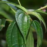 Pilea multiflora