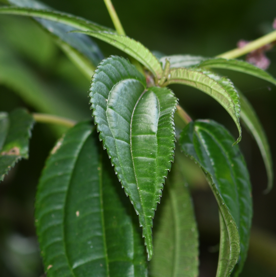 Изображение особи Pilea multiflora.