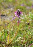 Pedicularis pennellii. Цветущее растение. Красноярский край, Среднесибирское плоскогорье, плато Путорана, правый берег р. Глубокая (вытекает из оз. Глубокое). 20.06.2020.