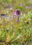 Pedicularis pennellii