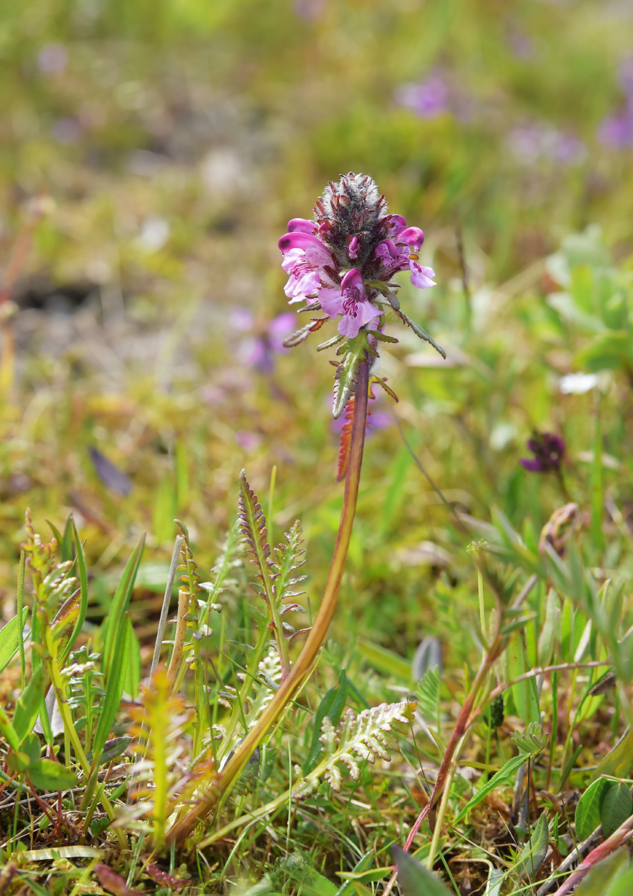 Изображение особи Pedicularis pennellii.