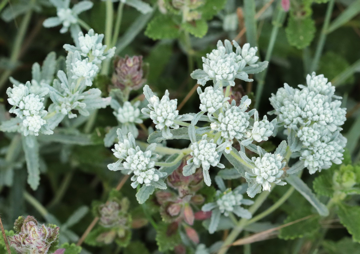 Изображение особи Teucrium capitatum.