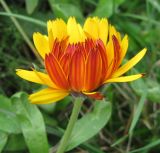 Calendula officinalis. Соцветие (культивар). Санкт-Петербург, клумба. 16 августа 2010 г.