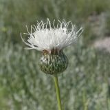 Image of taxon representative. Author is Евгений Комаров