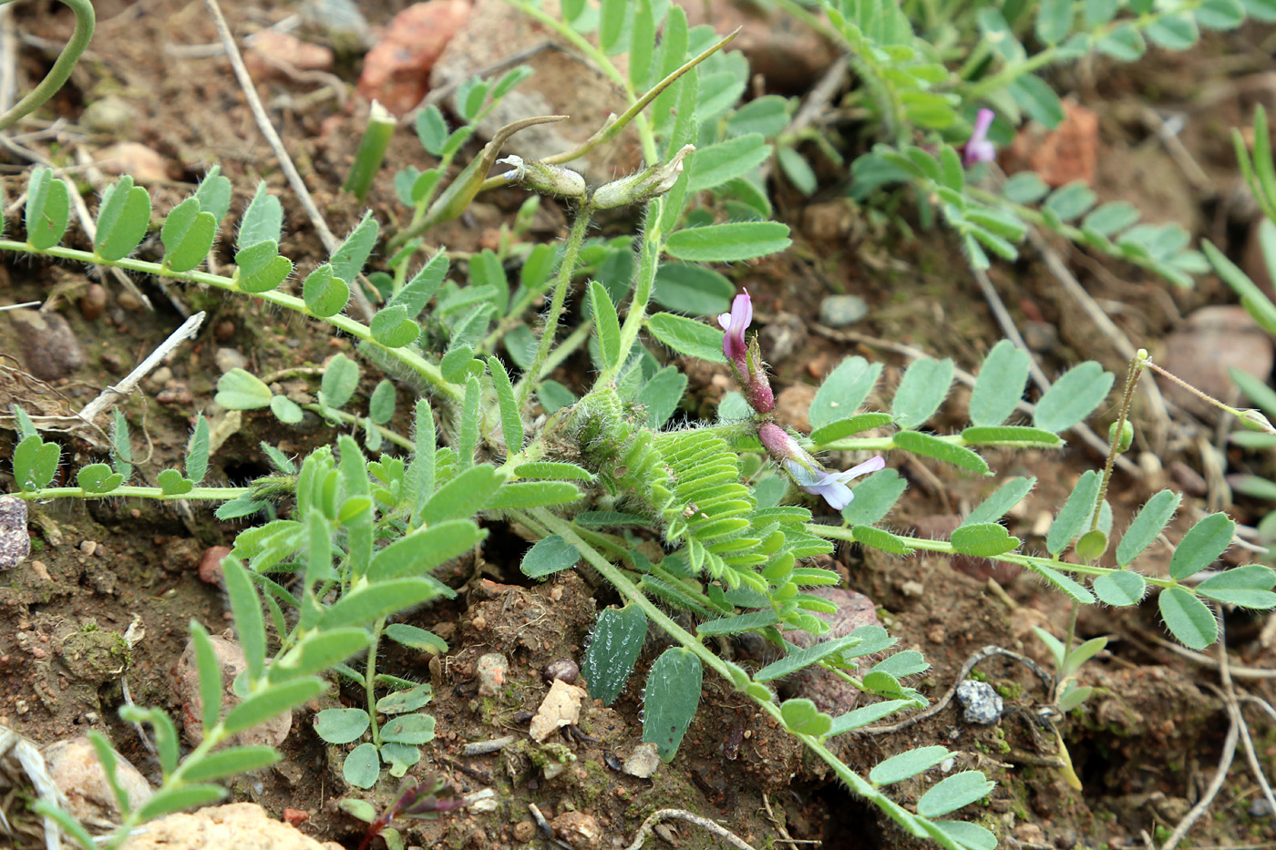 Изображение особи Astragalus oxyglottis.