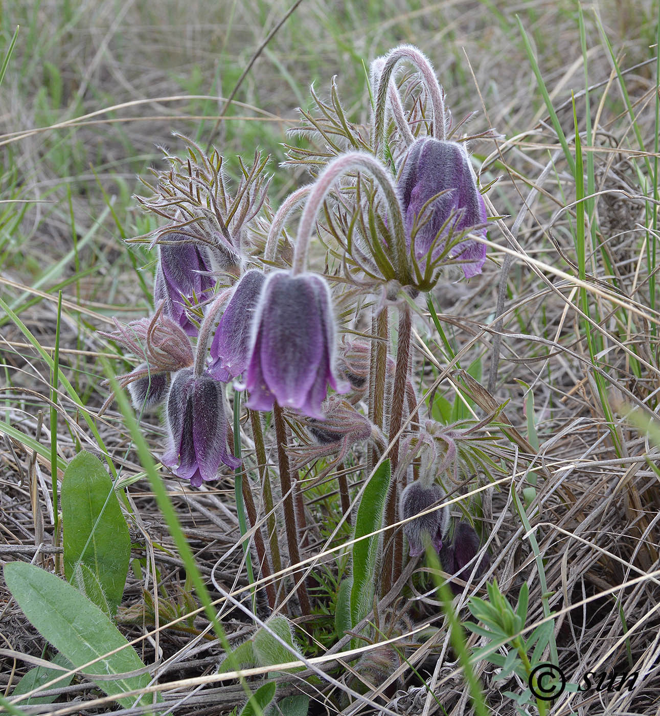 Изображение особи Pulsatilla ucrainica.