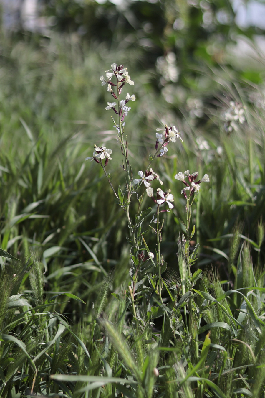 Изображение особи Eruca sativa.