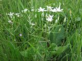 Ornithogalum kochii