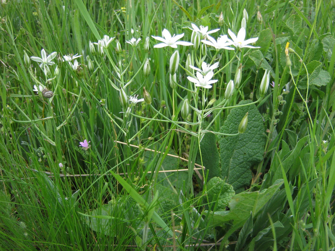 Image of Ornithogalum kochii specimen.