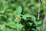 Cotoneaster integerrimus
