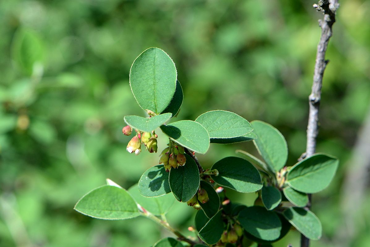 Изображение особи Cotoneaster integerrimus.