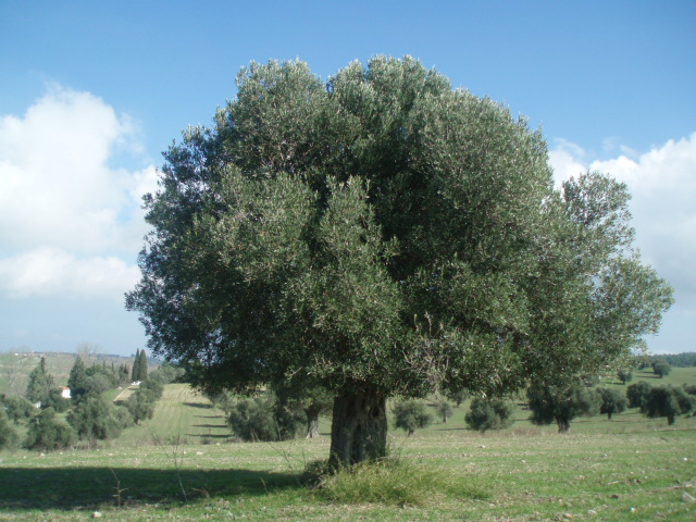 Изображение особи Olea europaea.