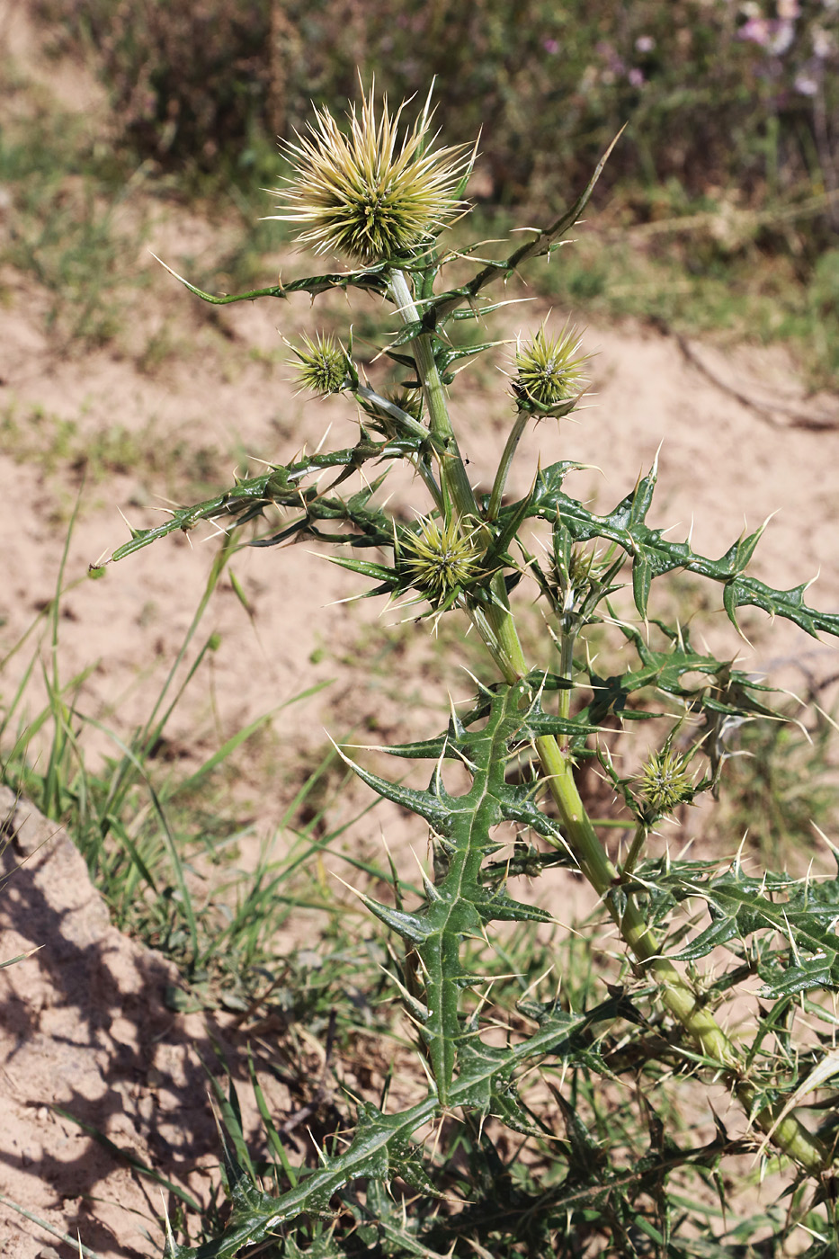 Изображение особи Echinops maracandicus.