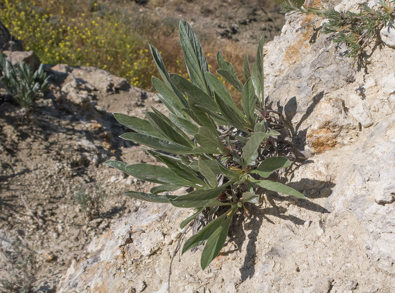 Image of Convolvulus lineatus specimen.