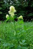 Thalictrum flavum