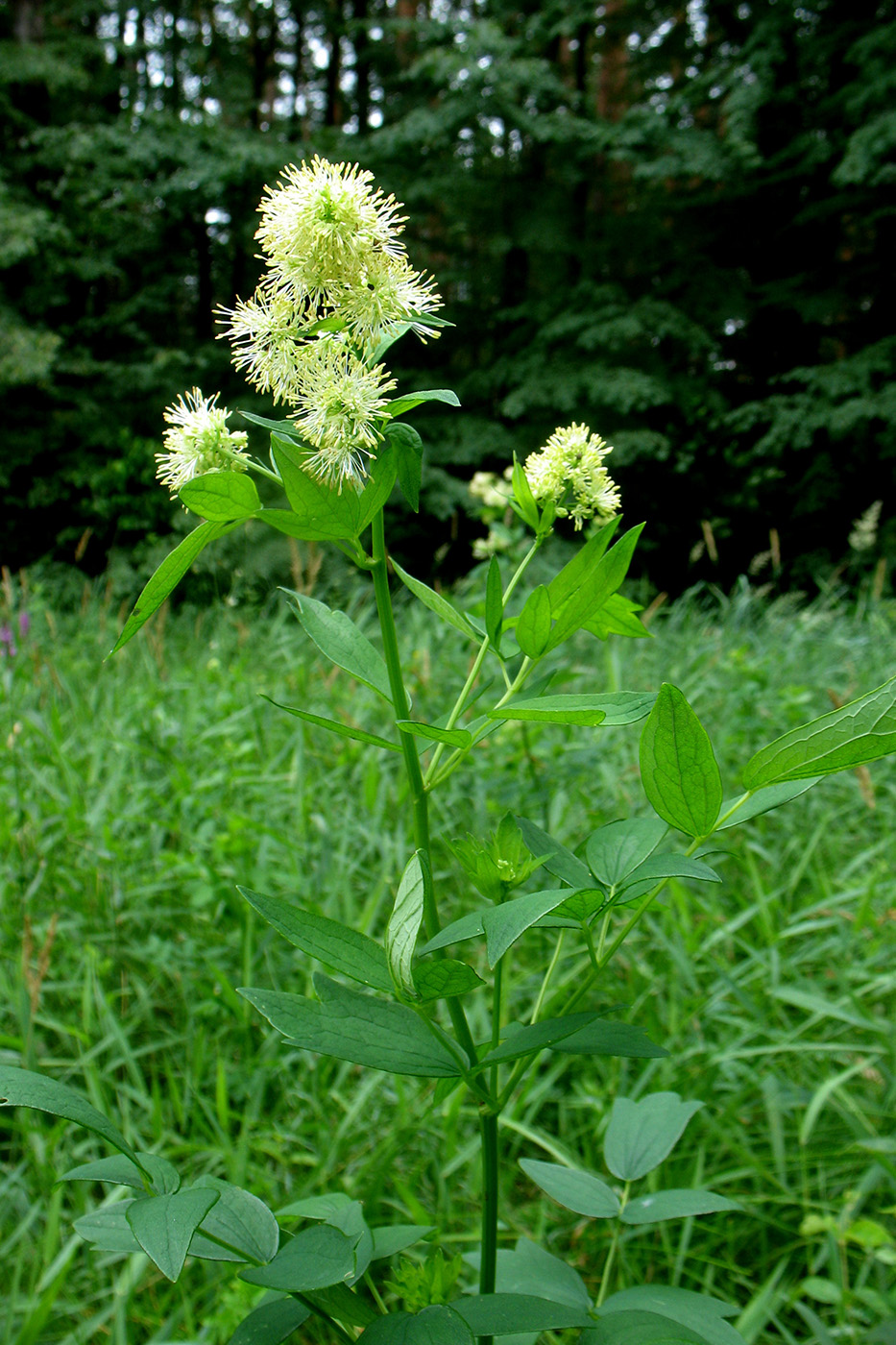 Image of Thalictrum flavum specimen.