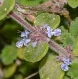 Coleus australis