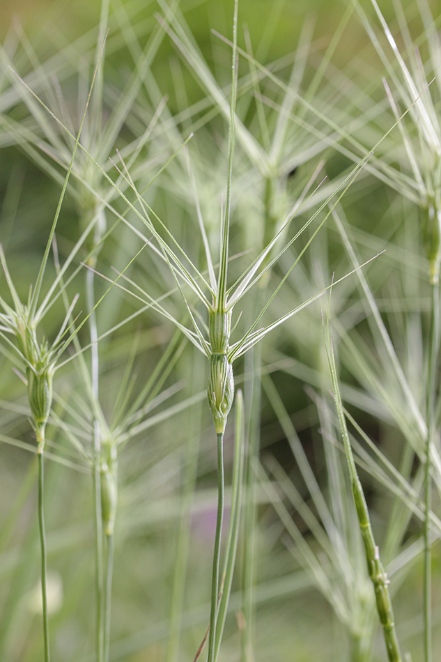 Изображение особи Aegilops biuncialis.