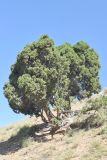 Juniperus seravschanica. Взрослое дерево. Узбекистан, Наманганская обл., Кураминский хр., Ангренское плато, каменисто-глинистый склон между двумя тоннелями пер. Камчик, выс. ок. 2300 м н.у.м. 08.08.2021.