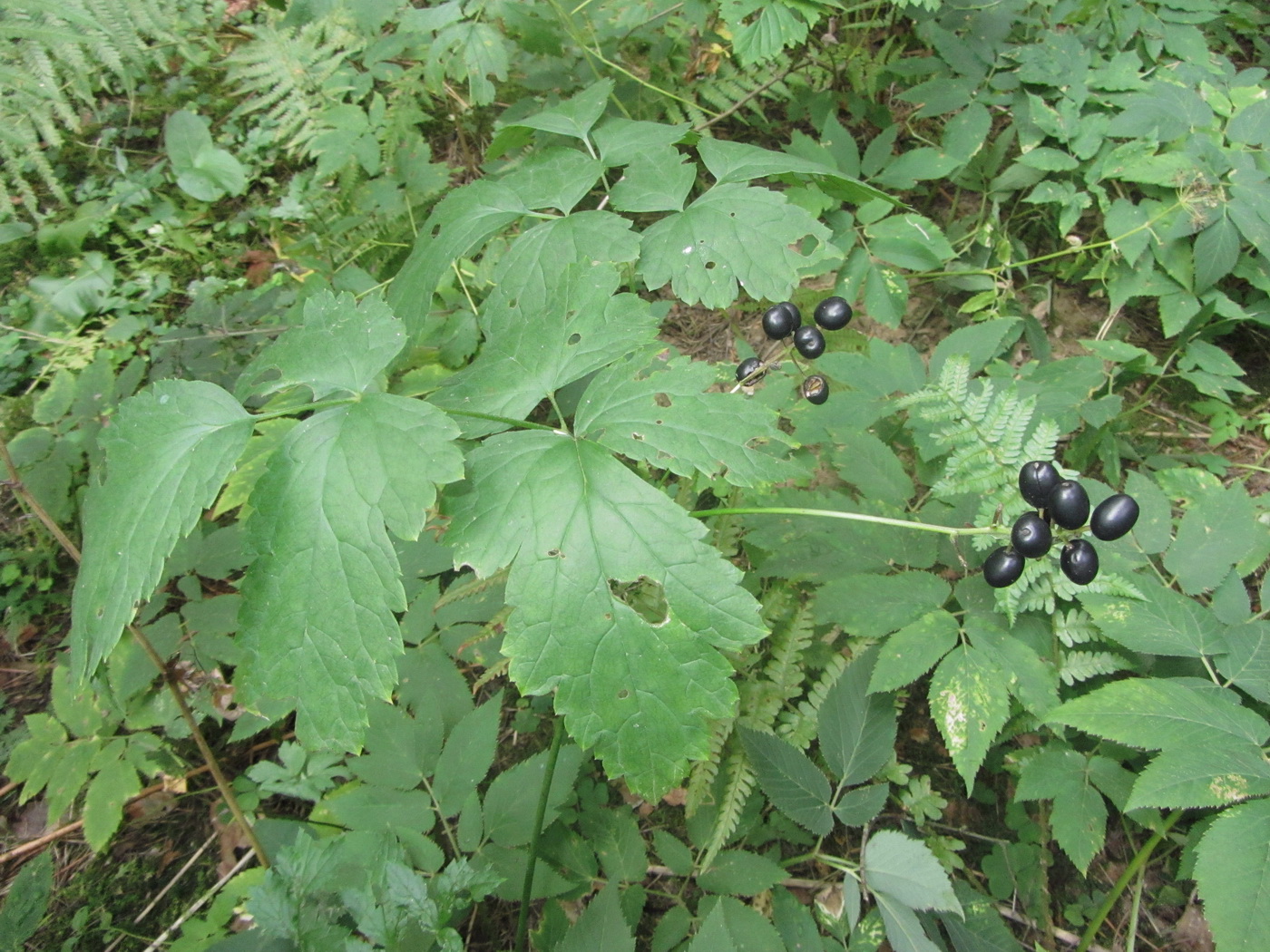 Image of Actaea spicata specimen.